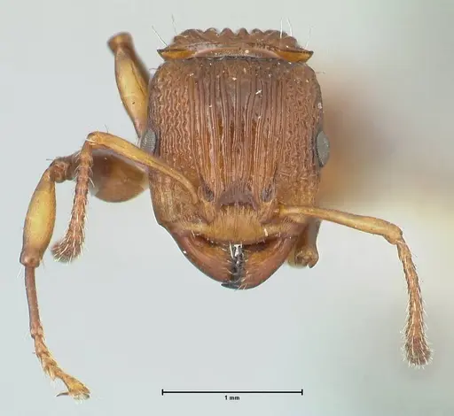 Podomyrma basalis - FOCOL1958