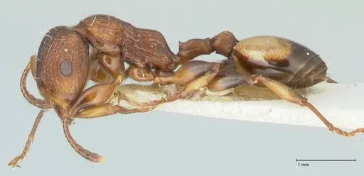 Podomyrma basalis - FOCOL1958