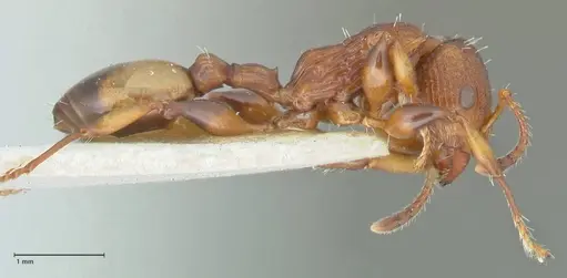 Podomyrma basalis - FOCOL1958