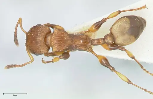 Podomyrma basalis - FOCOL1959