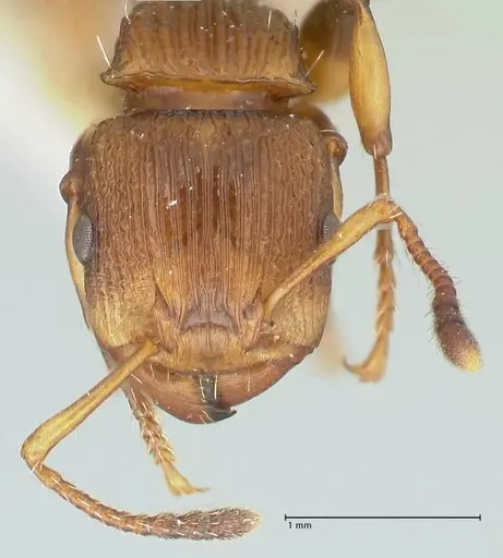 Podomyrma basalis - FOCOL1959