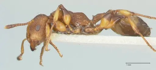 Podomyrma basalis - FOCOL1959