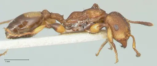 Podomyrma basalis - FOCOL1959