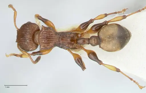 Podomyrma basalis - FOCOL1960