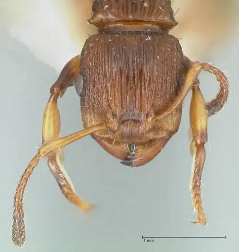 Podomyrma basalis - FOCOL1960