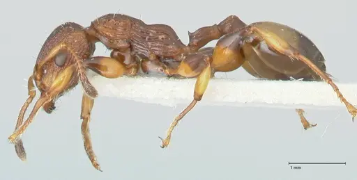 Podomyrma basalis - FOCOL1960