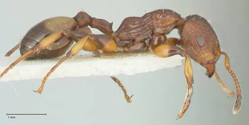 Podomyrma basalis - FOCOL1960