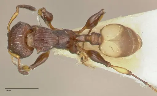 Podomyrma basalis - FOCOL1961