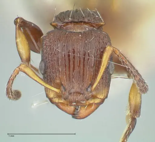 Podomyrma basalis - FOCOL1961