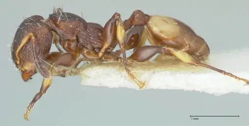 Podomyrma basalis - FOCOL1961