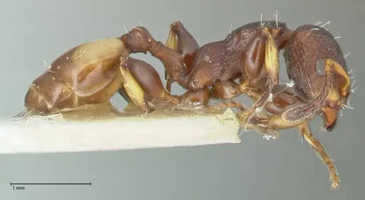 Podomyrma basalis - FOCOL1961