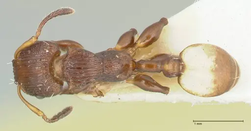 Podomyrma basalis - FOCOL1962