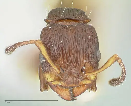 Podomyrma basalis - FOCOL1962