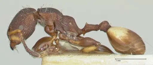 Podomyrma basalis - FOCOL1962