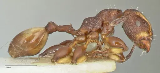 Podomyrma basalis - FOCOL1962