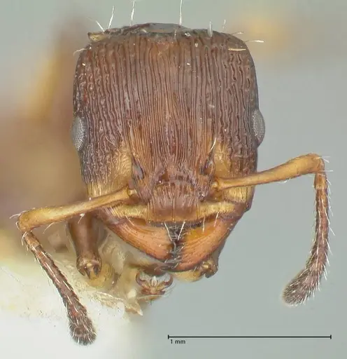 Podomyrma basalis - FOCOL1963