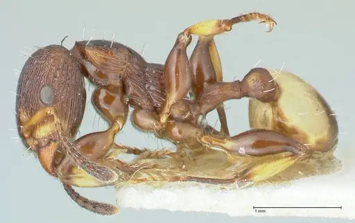 Podomyrma basalis - FOCOL1963