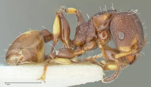 Podomyrma basalis - FOCOL1963