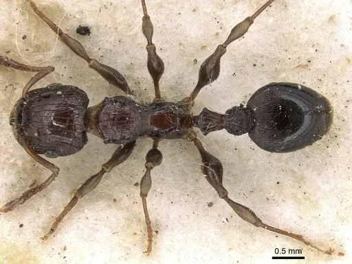 Podomyrma bispinosa specimen