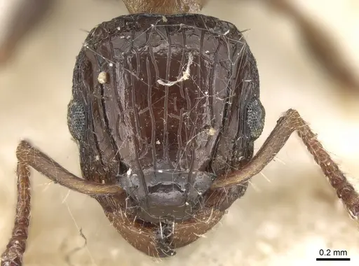 Podomyrma bispinosa specimen