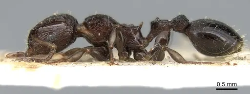 Podomyrma bispinosa specimen