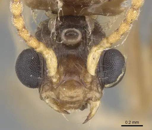 Podomyrma carinata specimen