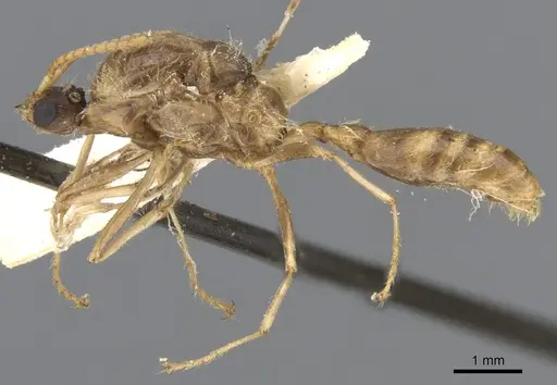 Podomyrma carinata specimen