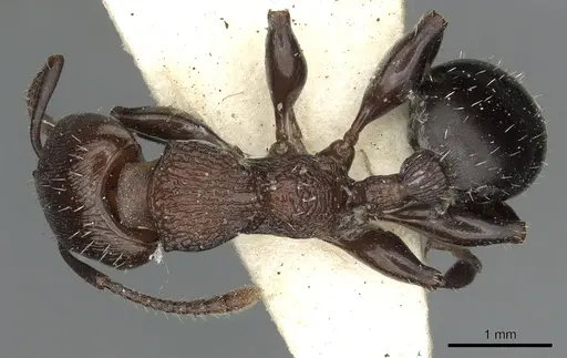 Podomyrma chasei specimen