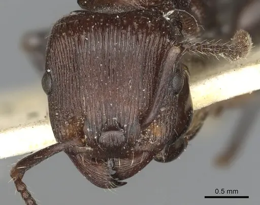 Podomyrma chasei specimen