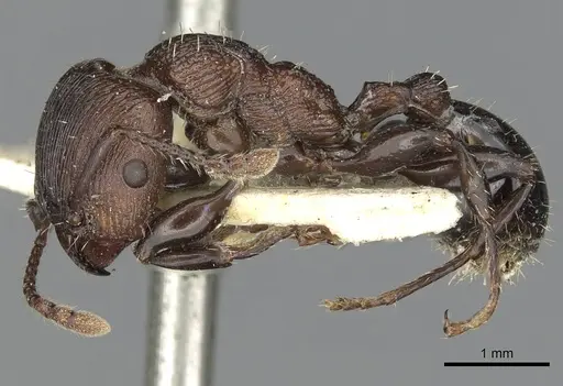 Podomyrma chasei specimen