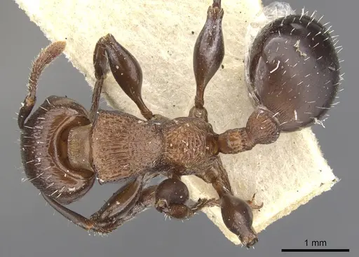 Podomyrma chasei - CASENT0901999