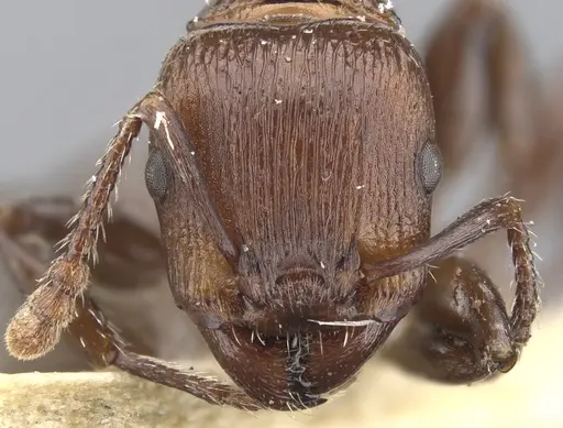 Podomyrma chasei - CASENT0901999