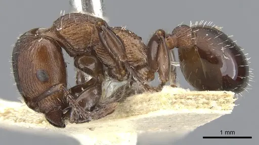 Podomyrma chasei - CASENT0901999