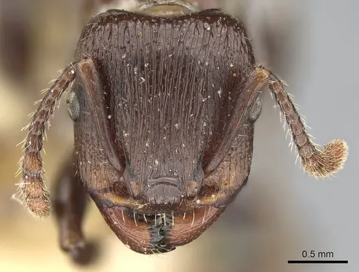 Podomyrma chasei - CASENT0906193