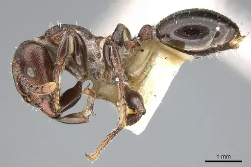 Podomyrma chasei - CASENT0906193