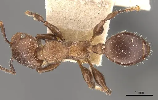 Podomyrma chasei - CASENT0908968