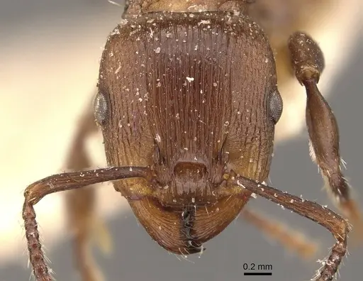 Podomyrma chasei - CASENT0908968