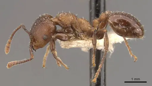 Podomyrma chasei - CASENT0908968