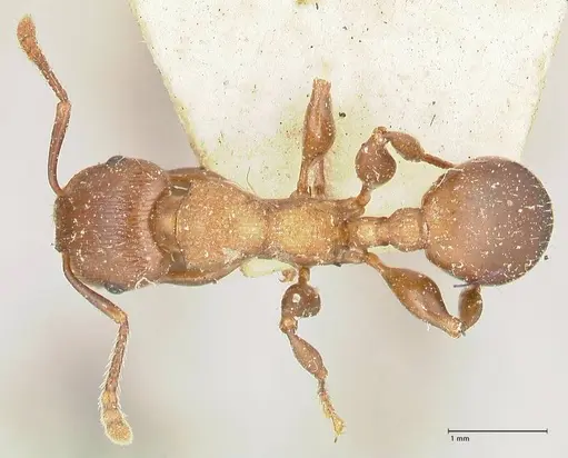 Podomyrma chasei - FOCOL1981