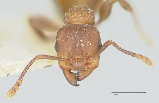 Podomyrma chasei - FOCOL1981