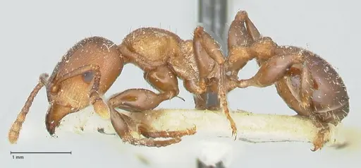 Podomyrma chasei - FOCOL1981