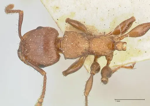 Podomyrma chasei - FOCOL1982