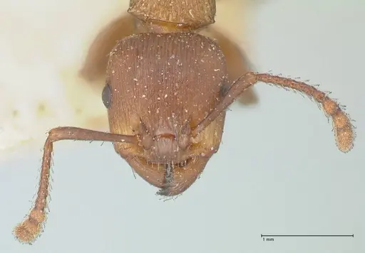 Podomyrma chasei - FOCOL1982