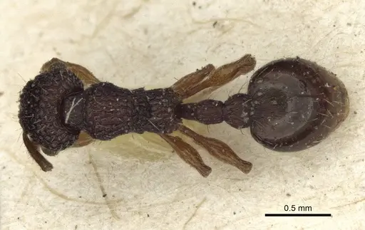 Podomyrma christae specimen