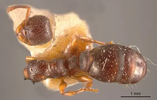 Podomyrma clarki specimen