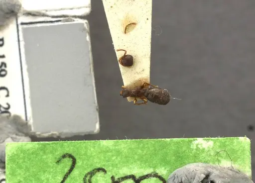 Podomyrma clarki specimen