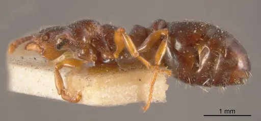 Podomyrma clarki specimen