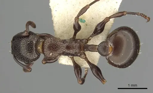 Podomyrma clarki - CASENT0901492