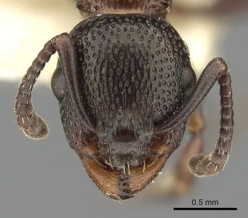 Podomyrma clarki - CASENT0901492