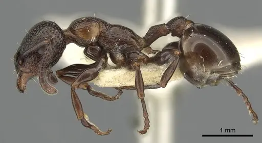 Podomyrma clarki - CASENT0901492